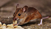 24 Hour & Emergency Exterminators in Krumsville, PA